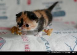 Tiny kitten
